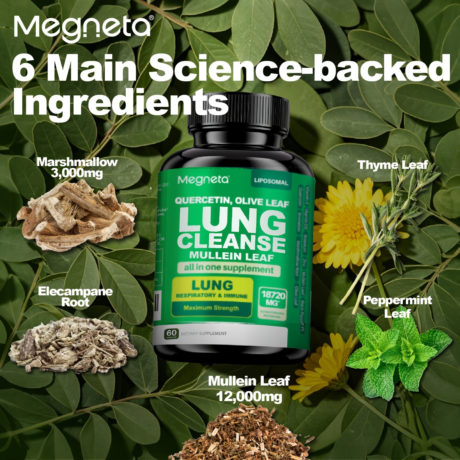 Megneta Lung Cleanse Supplement - Natural Mullein Leaf Capsules For Lung Health And Respiratory System Clear - Plus With Vitamin C, Vitamin D3, Selenium, Zinc, Bromelain, Quercetin - 60 Capsules